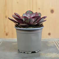 echeveria-nodulosa-benitsukasa-10-5er-3842-2.jpg