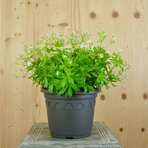 galium-oderatum-21er-3427.jpg