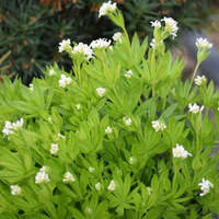 galium-odoratum-3427.jpg