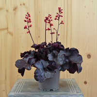 heuchera-x-brizoides-black-forest-cake-12er-3864.jpg