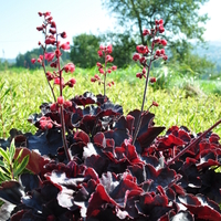 heuchera-x-brizoides-black-forest-cake-3864.jpg
