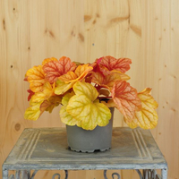 heuchera-x-brizoides-champagne-12er-3621.jpg