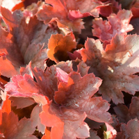 heuchera-cherry-cola-3380-2866-2875.jpg
