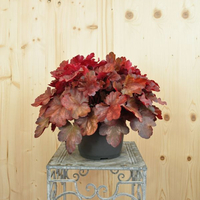 heuchera-x-brizoides-cherry-cola-21er-2875.jpg