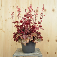 heuchera-x-brizoides-cinnamon-glaze-21er-3493.jpg