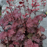 heuchera-x-brizoides-cinnamon-glaze-3486-3491-3493-v.jpg