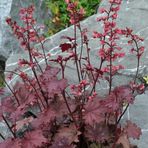 heuchera-x-brizoides-cinnamon-glaze-3486-3491-3493.jpg