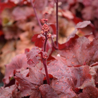 heuchera-fire-alarm-1229-2872-2879-3440.jpg