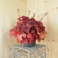 heuchera-x-brizoides-fire-alarm-21er-2879.jpg