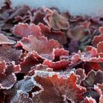 heuchera-fire-chief-3382-3129-3131-2-v.jpg