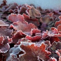 heuchera-fire-chief-3382-3129-3131-2-v.jpg