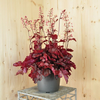 heuchera-x-brizoides-fire-chief-21er-3131.jpg