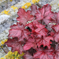 heuchera-x-brizoides-fire-chief-3382-3131-3129-3441.jpg