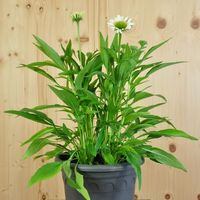 echinacea-purpurea-white-21er-3581.jpg