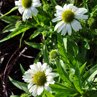 echinacea-purpurea-white-3581.jpg
