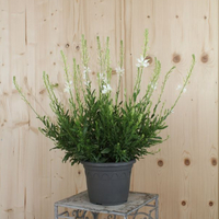 gaura-lindeheimeri-snowbird-21er-3072.jpg