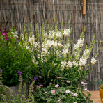 gaura-weiss-3144-3072-3070-2-v.jpg