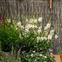 gaura-weiss-3144-3072-3070-2-v.jpg