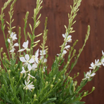 gaura-weiss-3144-3072-3070.jpg