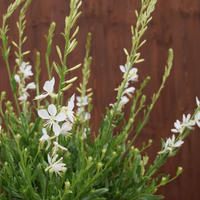 gaura-weiss-3144-3072-3070.jpg