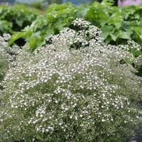gypsophilla-summer-sprakles-2072.jpg