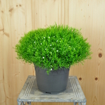 gypsophila-muralis-gypsy-white-21er-3772.jpg