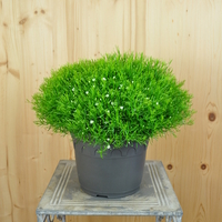 gypsophila-muralis-gypsy-white-21er-3772.jpg