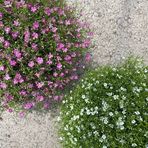 gypsophila-muralis-pink-2920-3771-2921-3772-1-v.jpg