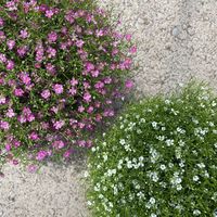 gypsophila-muralis-pink-2920-3771-2921-3772-1-v.jpg