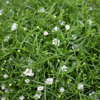 gypsophila-muralis-weiss-2921-3772.jpg