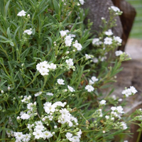 gypsophila-filou-white-3119.jpg