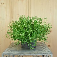 gypsophila-repens-filou-white-16er-3119.jpg