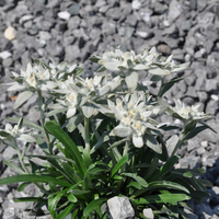 leontopodium-3375-1697-1760-3376.jpg