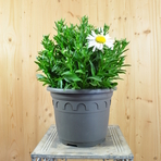 leucanthemum-maximum-lagrande-25er-3786.jpg
