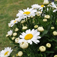 leucanthemum-maximum-lagrande-3786-2.jpg