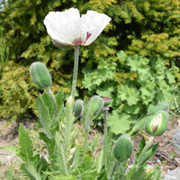 papaver-orienthale-royal-wedding-2009.jpg
