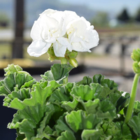 pelargonium-zonale-grp-sailing-weiss-dl-1673.jpg