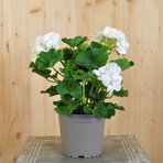 pelargonium-zonale-sailing-white-dl-13er-1673.jpg
