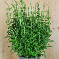 physostegia-virginiana-chrystal-peak-white-25er-3692.jpg