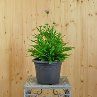 echinacea-purpurea-lavender-21er-3583.jpg
