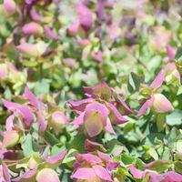 origanum-rotundifolium-belissimo-2932-2967.jpg