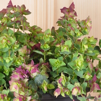 origanum-rotundifolia-kent-beauty-21er-2966-v.jpg