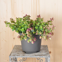 origanum-rotundifolia-kent-beauty-21er-2966.jpg