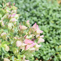 origanum-rotundifolium-kent-beauty-2931-2966.jpg