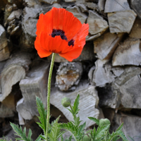 papaver-orientale-beauty-of-livermere-rot-2008.jpg