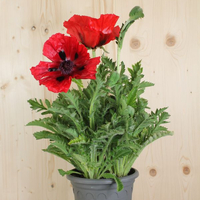papaver-orientale-beauty-of-livermere-rot-21er-2008.jpg