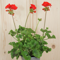 pelargonium-zonale-elera-rot-hl-13er-1659.jpg