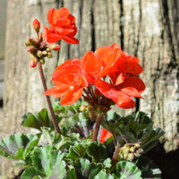 pelargonium-zonale-grp-paprika-rot-dl-1669.jpg