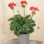 pelargonium-zonale-paprika-rot-dl-13er-1669.jpg