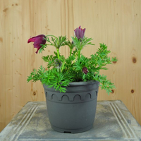 pulsatilla-vulgaris-red-shades-14er-3421.jpg